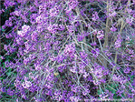 Lilas de novembre -- 15/11/07