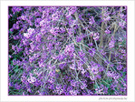 Lilas de novembre
