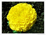 Pompon jaune -- 09/06/10