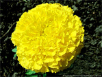 Pompon jaune -- 09/06/10