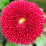 Pompon rouge d�guis� en fleur -- 19/04/10