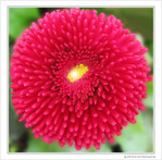 Pompon rouge d�guis� en fleur -- 19/04/10