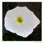 Fragile dans sa robe blanche -- 03/10/09