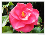 Saumon rose