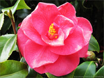 Saumon rose -- 30/04/10
