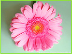 Fleur Rose d'�motion -- 25/06/08