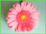 Fleur rose de soleil -- 27/06/08