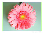 Fleur rose de soleil -- 27/06/08