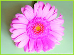 Fleur bleue de toi -- 01/07/08