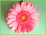 Fleur rouge de confusion -- 28/06/08