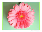 Fleur rouge de confusion -- 28/06/08