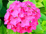 Voir l'�t� en Rose