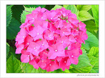 Voir l'�t� en rose -- 05/08/05