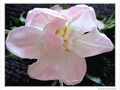 Elle virevolte au vent l�ger -- 23/04/10
