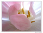 Drap�e de myst�re