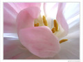 Drap�e de myst�re -- 24/04/10