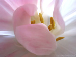 Drap�e de myst�re -- 24/04/10