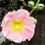 El�gante en Robe rose -- 05/09/09