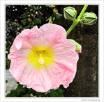 El�gante en robe rose -- 05/09/09