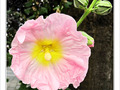El�gante en robe rose -- 05/09/09