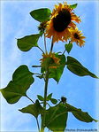 Tournesol d'Octobre -- 10/10/06