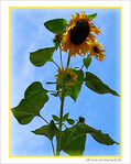 Tournesol d'octobre -- 10/10/06