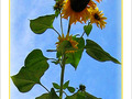 Tournesol d'octobre -- 10/10/06