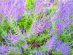 Soleil d'�t� en automne -- 02/11/05