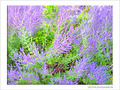 Soleil d'�t� en automne -- 02/11/05