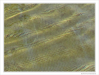 Texture