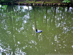 Si je jouais � faire des Ronds dans l'Eau�! -- 28/08/12