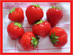 A la Pentec�te, fraises on go�te -- 21/06/11