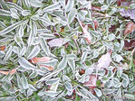 Gel�es argent�es -- 11/01/05