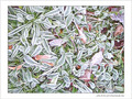 Gel�es argent�es -- 11/01/05