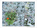 Gel�es perc�es  -- 13/01/05