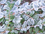 Gel�es perl�es ... -- 15/01/05