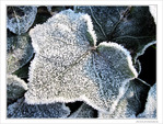 Perles sur lierre givr� -- 05/01/10