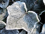 Perles sur lierre givr� -- 05/01/10