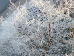 Matins givr�s -2-