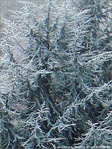 Matins givr�s -3- -- 21/01/08