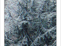 Matins givr�s -3- -- 21/01/08