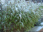 Givre sur la ville -1- -- 07/02/08
