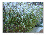 Givre sur la ville -1- -- 07/02/08