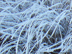 Bruxelles se pare de blanc -1- -- 29/01/08