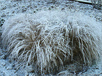 Blanc comme neige -1- -- 29/01/08