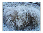 Blanc comme neige -1- -- 29/01/08