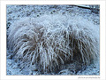 Blanc comme neige -1- -- 29/01/08