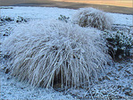 Blanc comme neige -2- -- 29/01/08