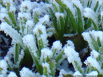 Blanc comme givre -2-
