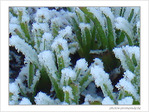 Blanc comme givre -2- -- 07/02/08